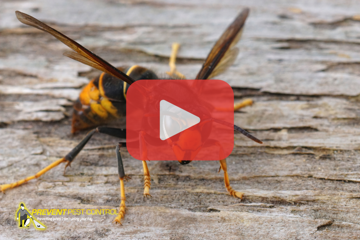 PP_wasp_03_07_25.png
