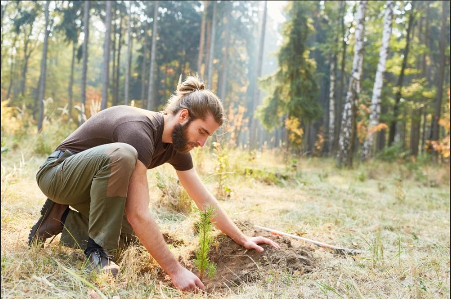 Strategic Tree Planting