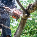 Oahu-Hawaii-Tree-Services-1024x683.jpg