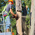 henry-of-michiana-tree-service.png