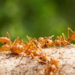 achieve-a-fire-ant-free-lawn-in-canton-ga-with-professional-lawn-care-services-ezgif.com-webp-to-jpg-converter.jpg