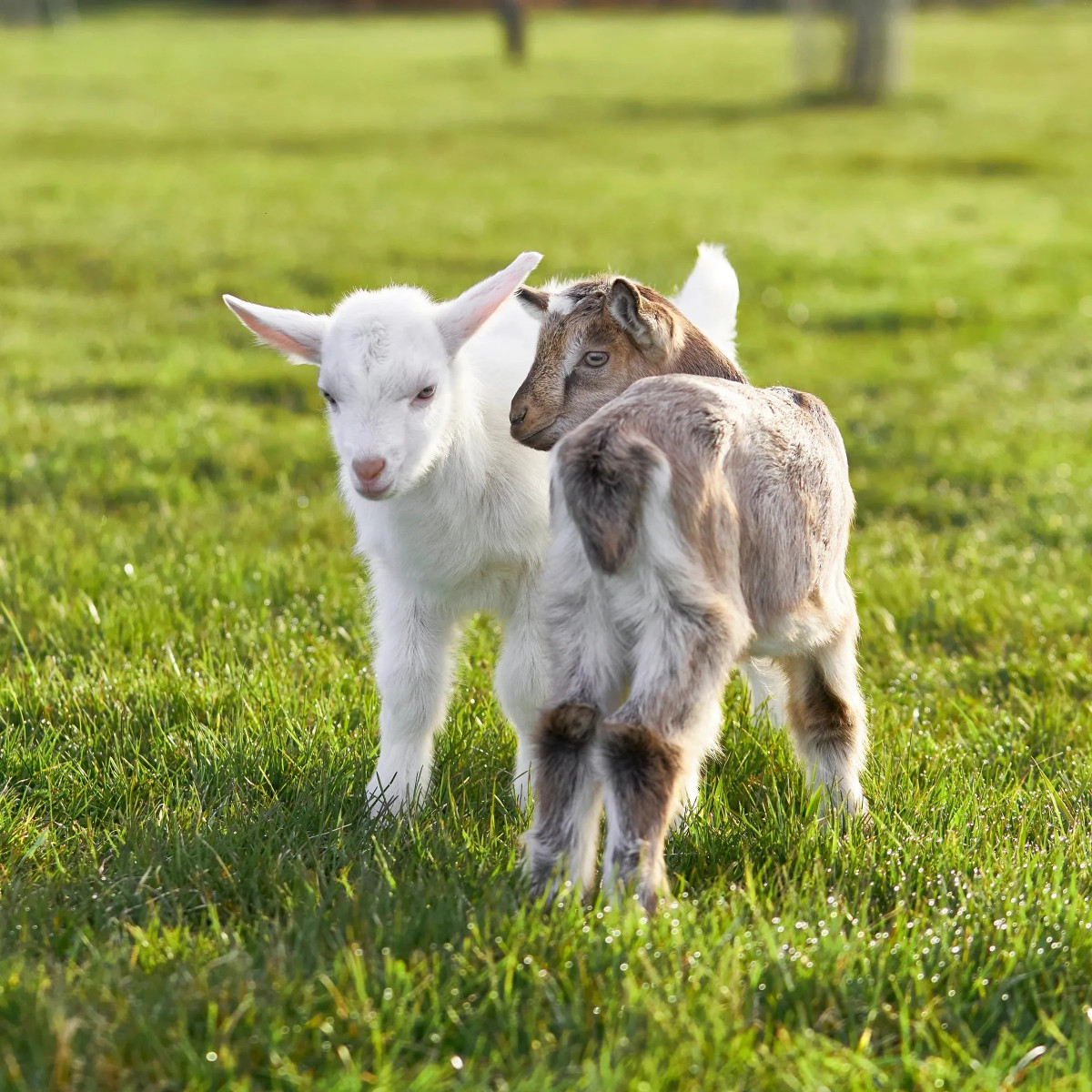 The Science Behind Goat Milk for Eczema Relief: Why Natural Skincare Experts Are