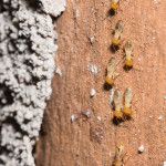 Termites walking on logs at home.jpg