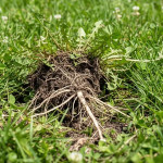 ezgif.com-webp-to-jpg-converter (7).jpg