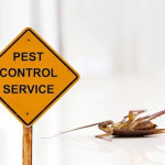 Pest Control in Cumming, GA - Key Benefits of Keeping Your Home Safe and Pest-Free.jpg