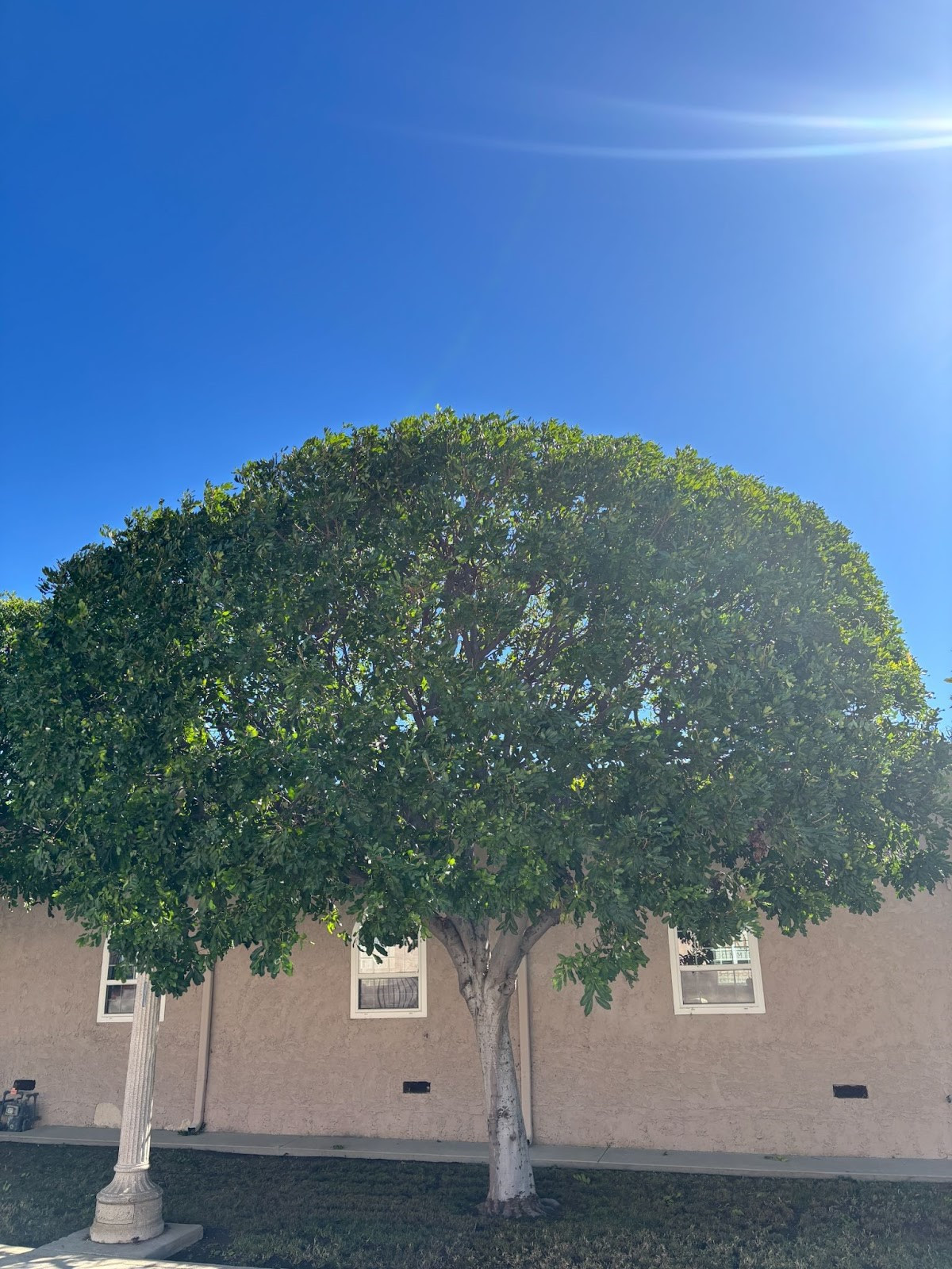 tree removal service Sylmar