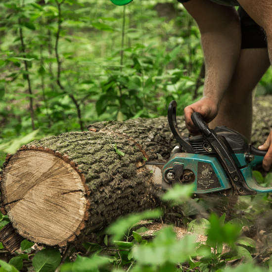 Elite Tree Service: Phoenix’s Tree Service Experts