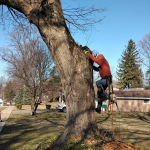 tree-climbing-services-michiana.png