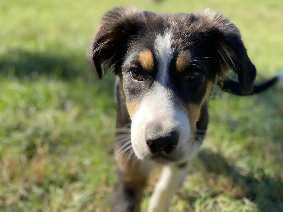 Regain Control with Expert Dog Training Solutions