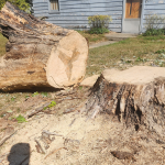 large-tree-removal-services.png