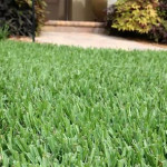 Struggling with Lawn Care - Discover the Secrets to a Lush, Weed-Free Yard in Cumming, GA.jpg