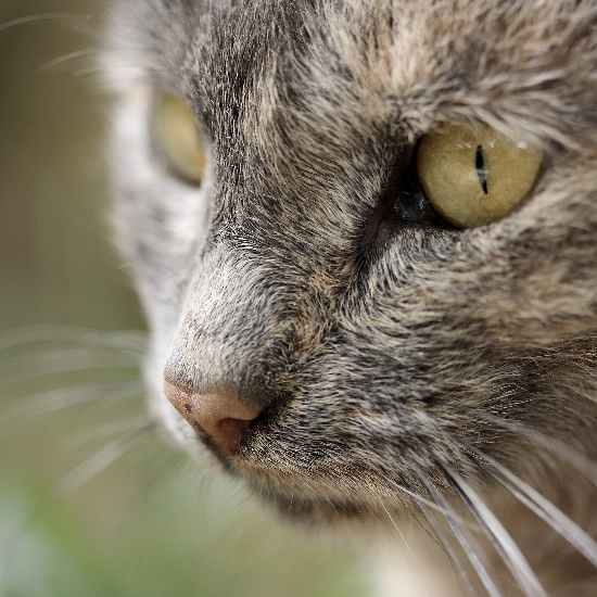 Hudson Animal Hospital: Manhattan’s Trusted Veterinarian