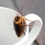 roach on a coffee cup rim.jpg