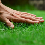 greenupyouryard.jpg